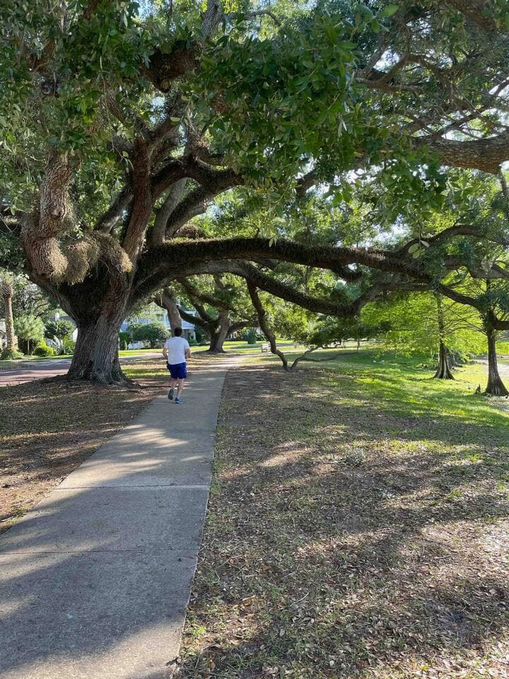 Picturesque walking trail under a canopy of Spanish moss and oak trees